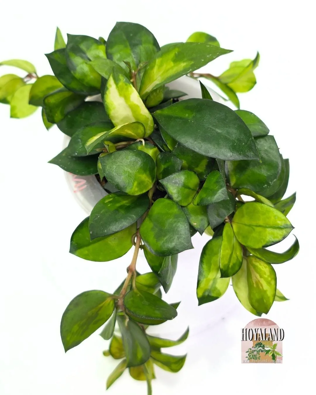 Hoya lacunosa asami reverse (3).jpg