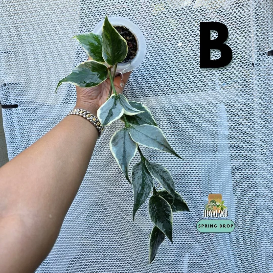 Hoya polyneura jasminka diem B (2).jpg