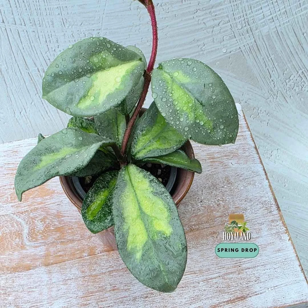 Hoya carnosa argentea princess (5).jpg