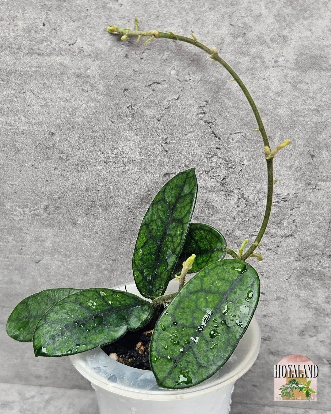 Hoya sichuanensis a (4).jpg