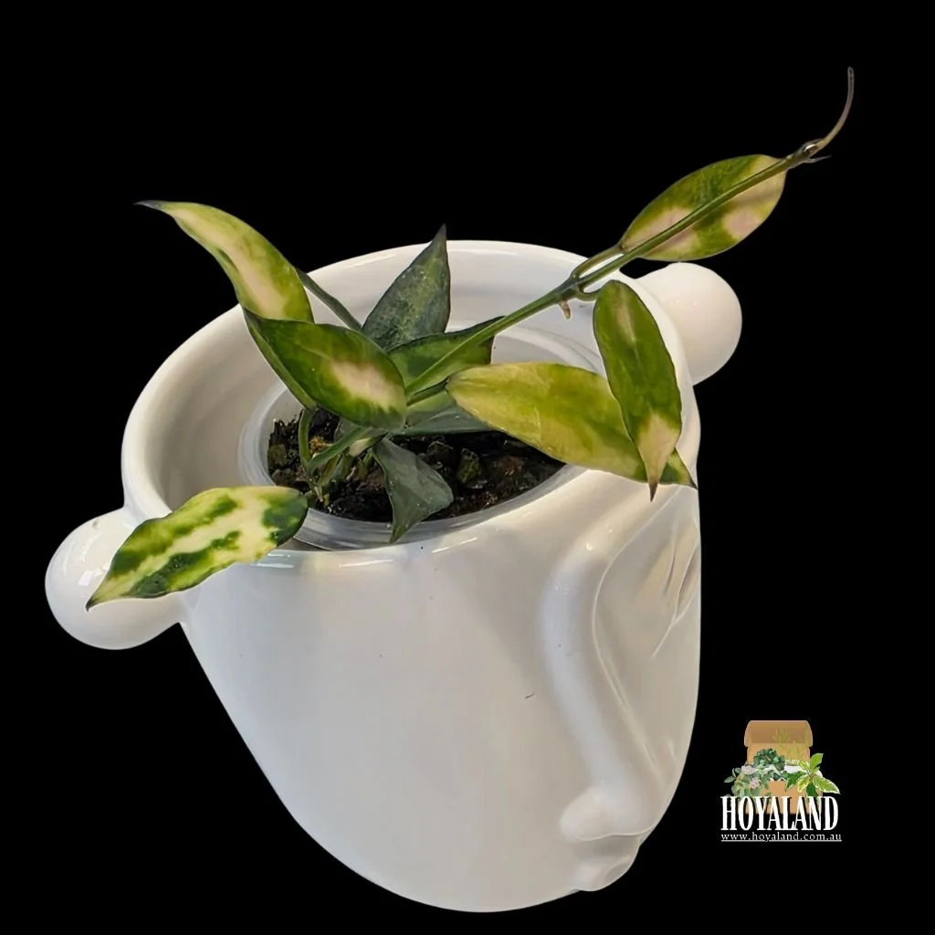 Hoya lacunosa cianjur (2).jpg