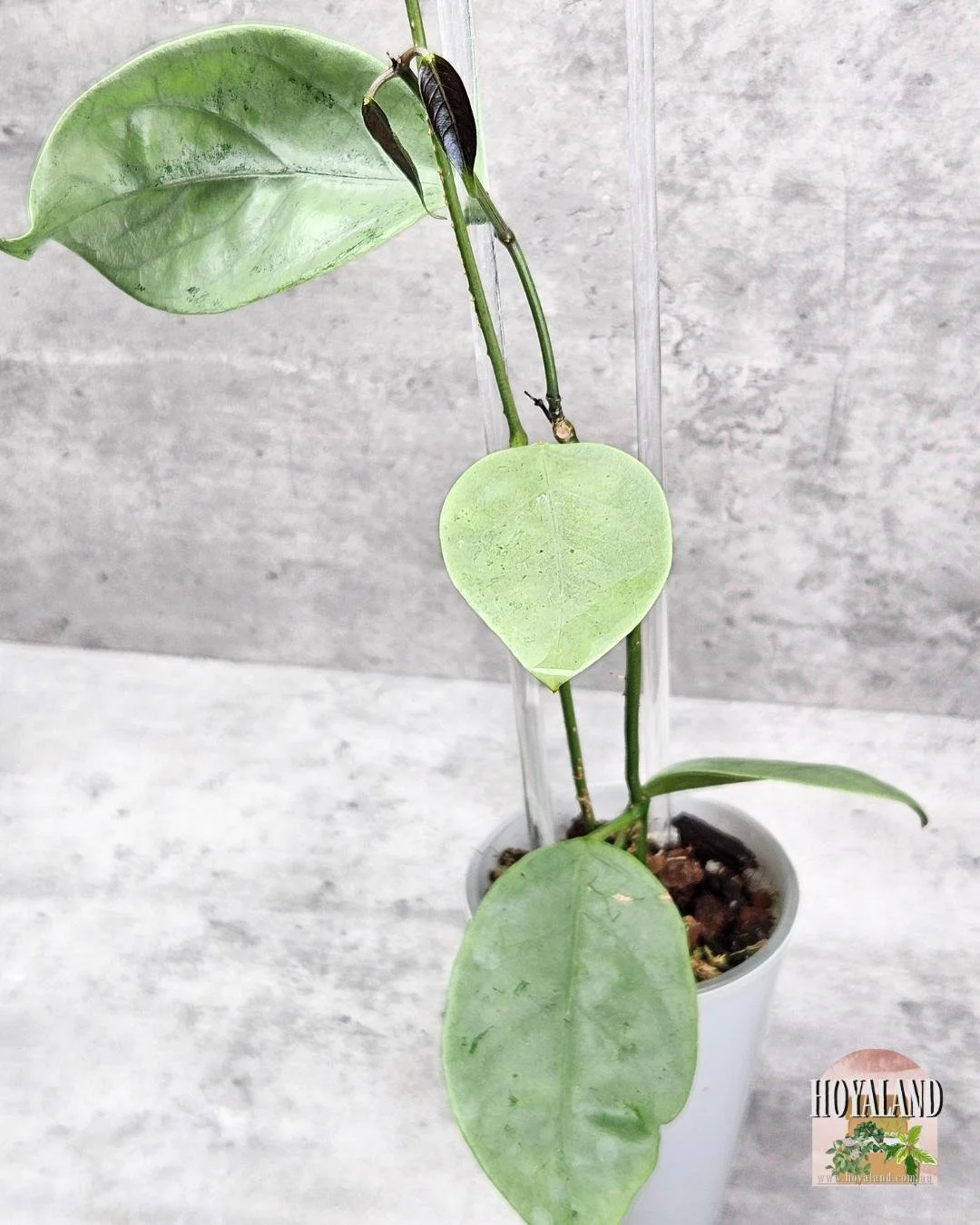 hoya coriacea silver (6).jpg