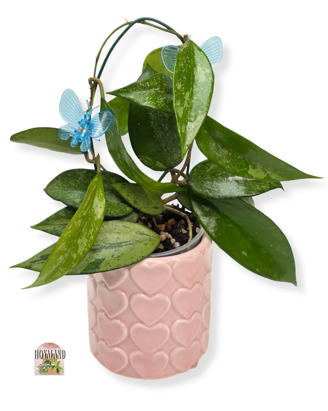 Hoya snow cui silver (5).jpg