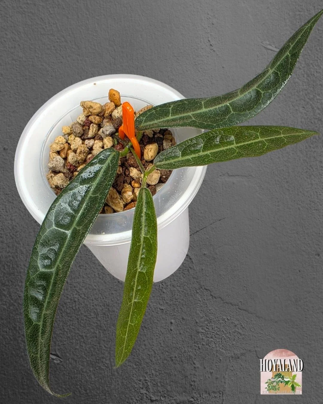 Hoya hypolasia indo (4).jpg