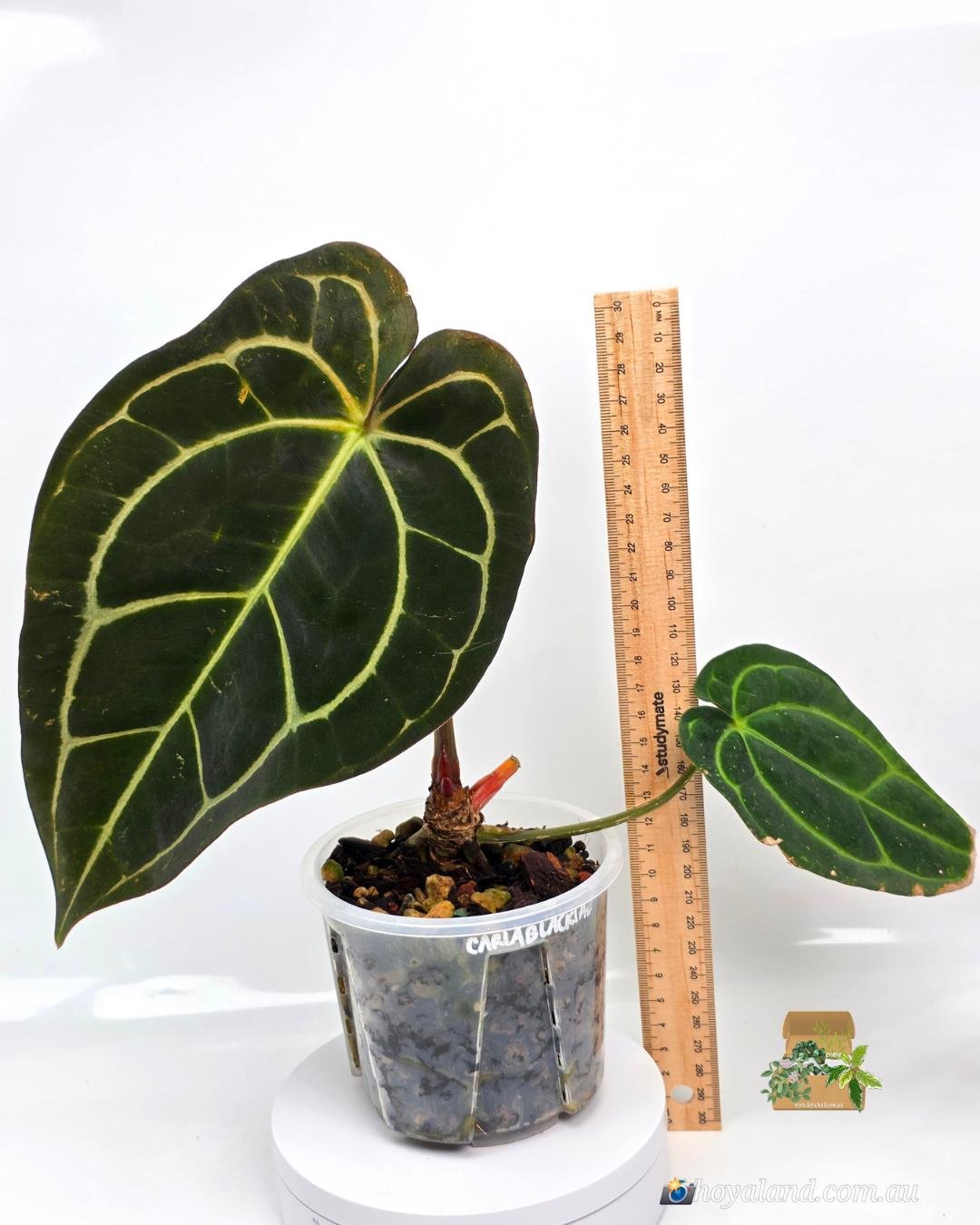 🌞 Rare Anthurium Carlablackiae | Ambient Grown  | Flowering Age  🩷