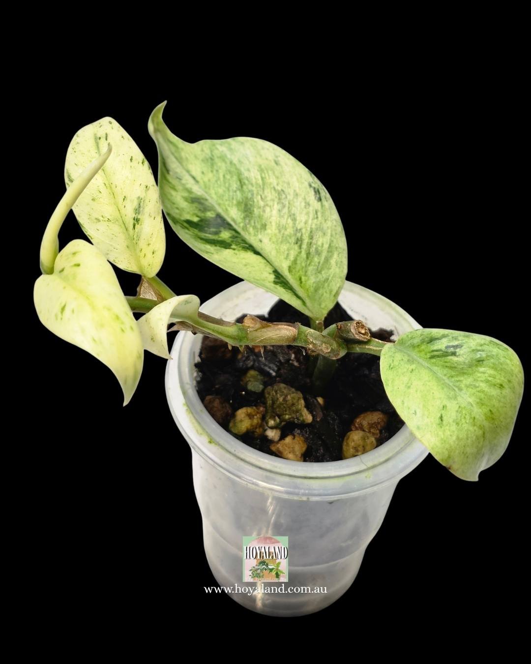 Raphidophora elliptifolia (2).jpg