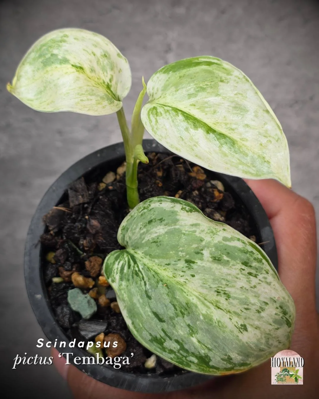 Scindapsus Tembaga (2).jpg