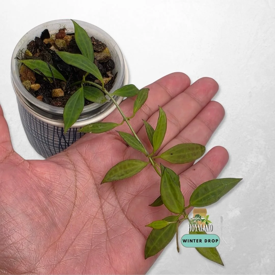 Hoya microdwarf (Ultra-Miniature Collector Clone)