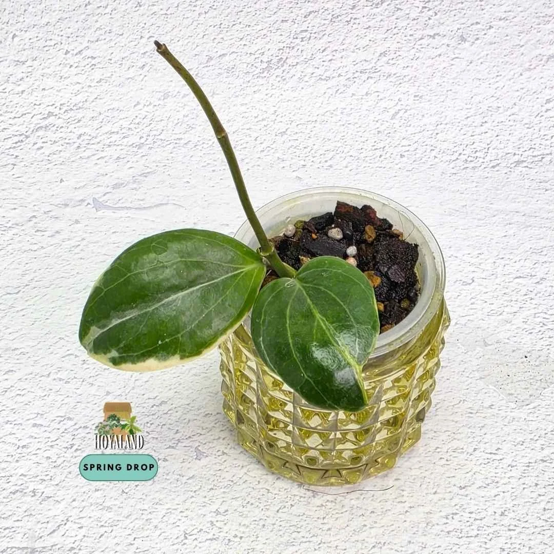 Hoya little plu (6).jpg