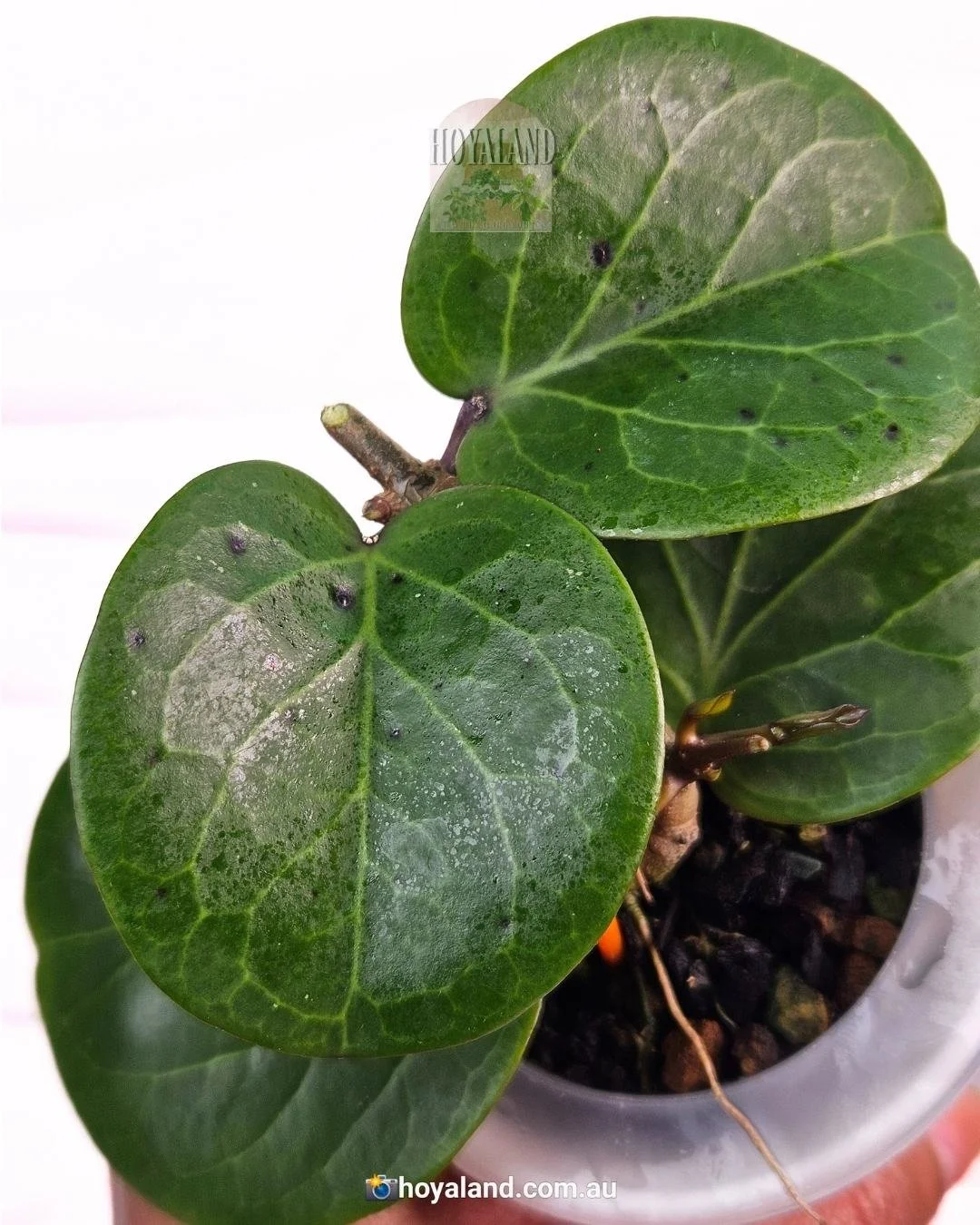 Hoya Rhiannon (4).jpg