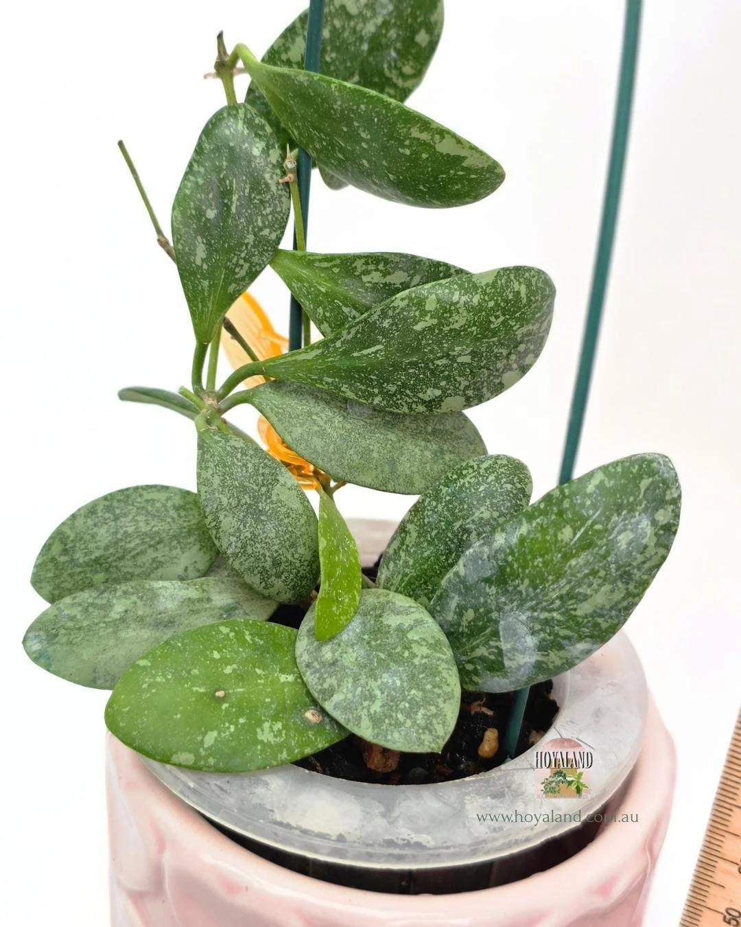 Hoya ETS 10 high splash (6).jpg