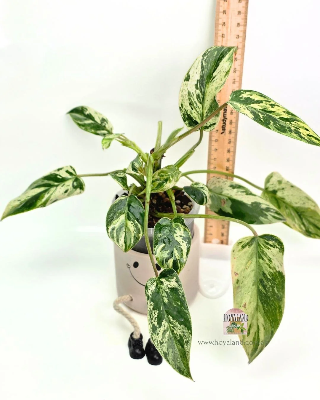 🍂  Philodendron Emerald Queen Variegated | Multi Heads Large