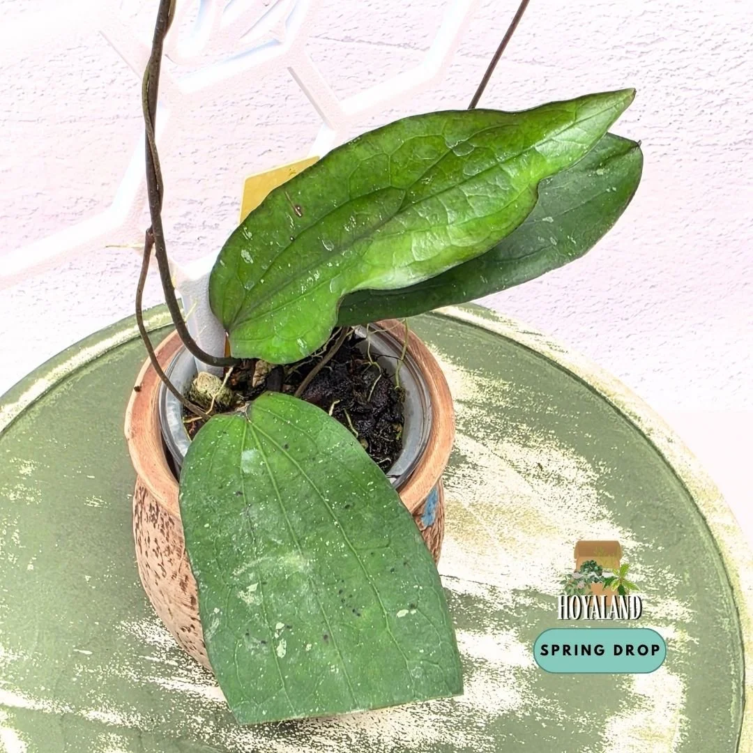 Hoya erythrina bacho (2).jpg