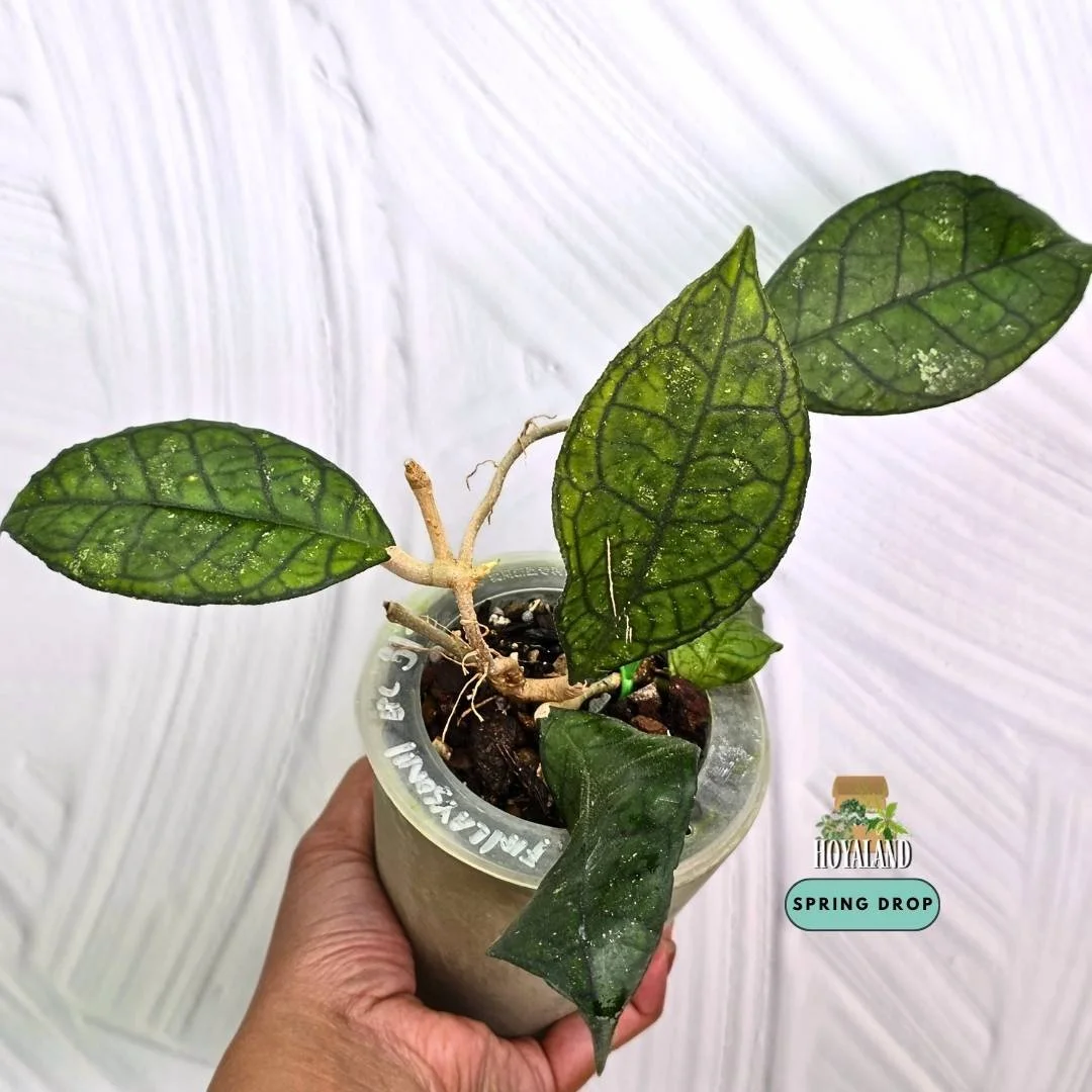 Established Hoya finlaysonii EPC 317 showing rigid cardboard leaves with crisp dark geometric lattice veins