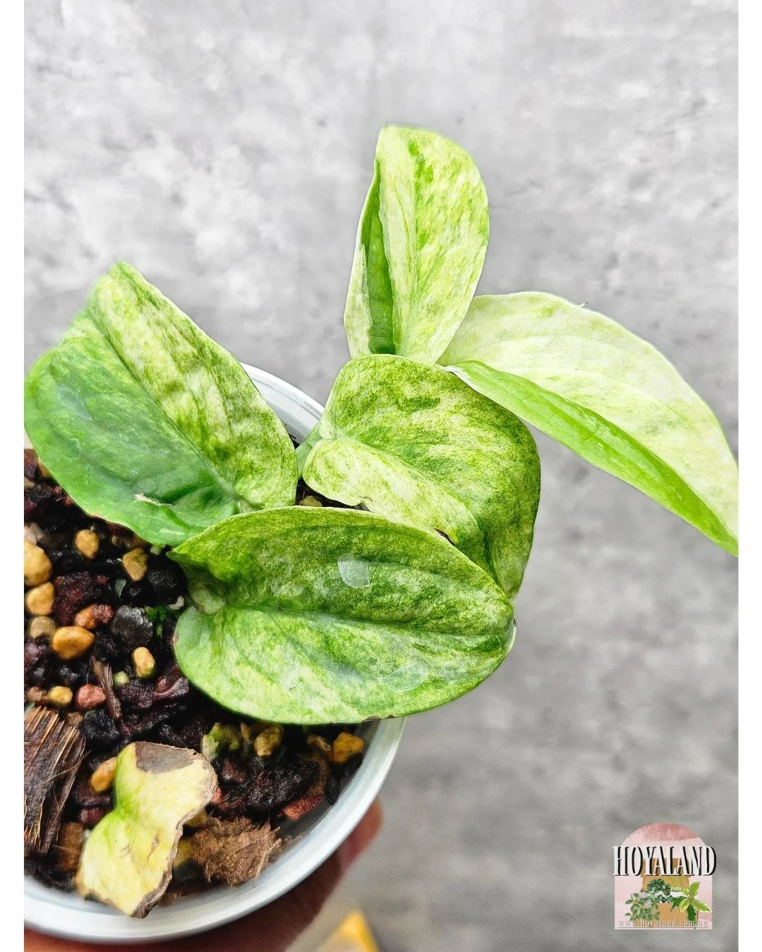 Raphidophora korthalsii ghost mint (6).jpg
