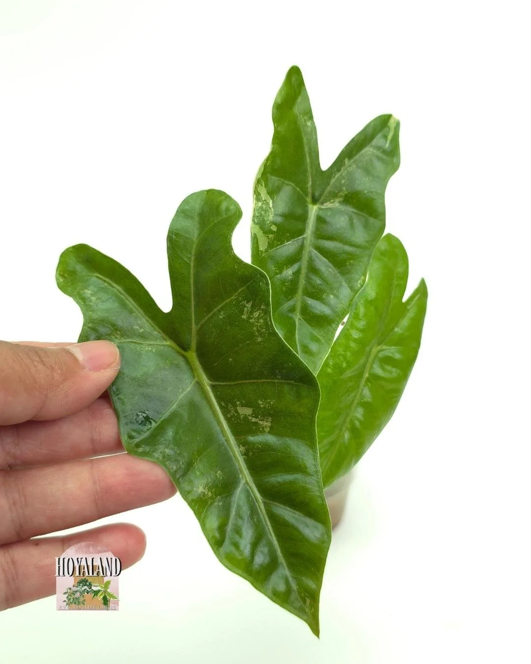 Alocasia pseudo sanderiana albo 1 (2).jpg