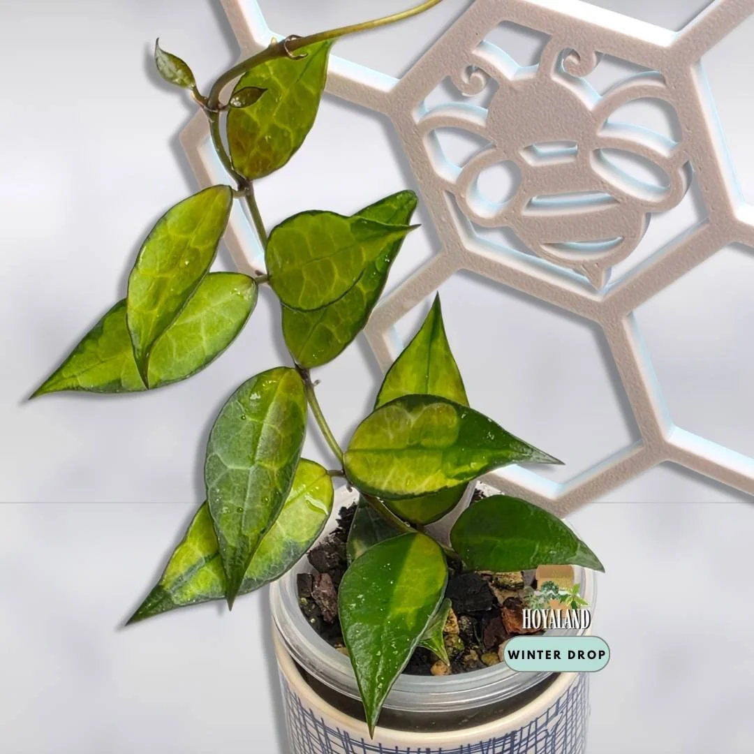Established Hoya lacunosa Red showing unique green on green variegated mutation