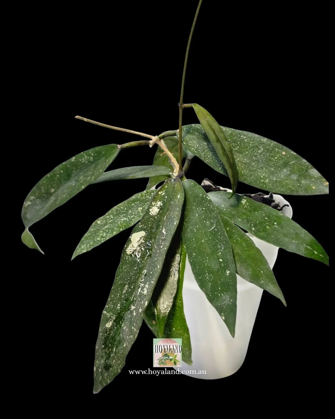 Hoya scortechinii (3).jpg