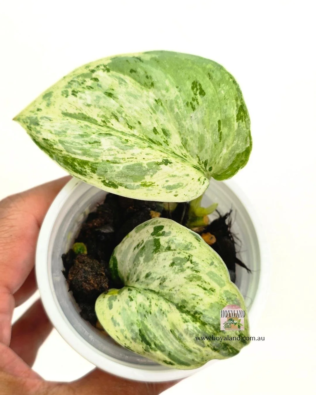 Scindapsus tembaga (5).jpg