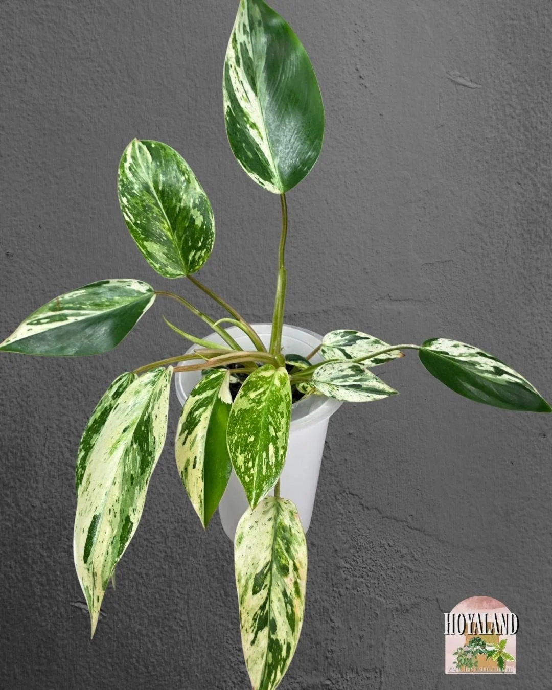 🌞 Philodendron Emerald Queen Variegated | Extra Heads Medium 🎇