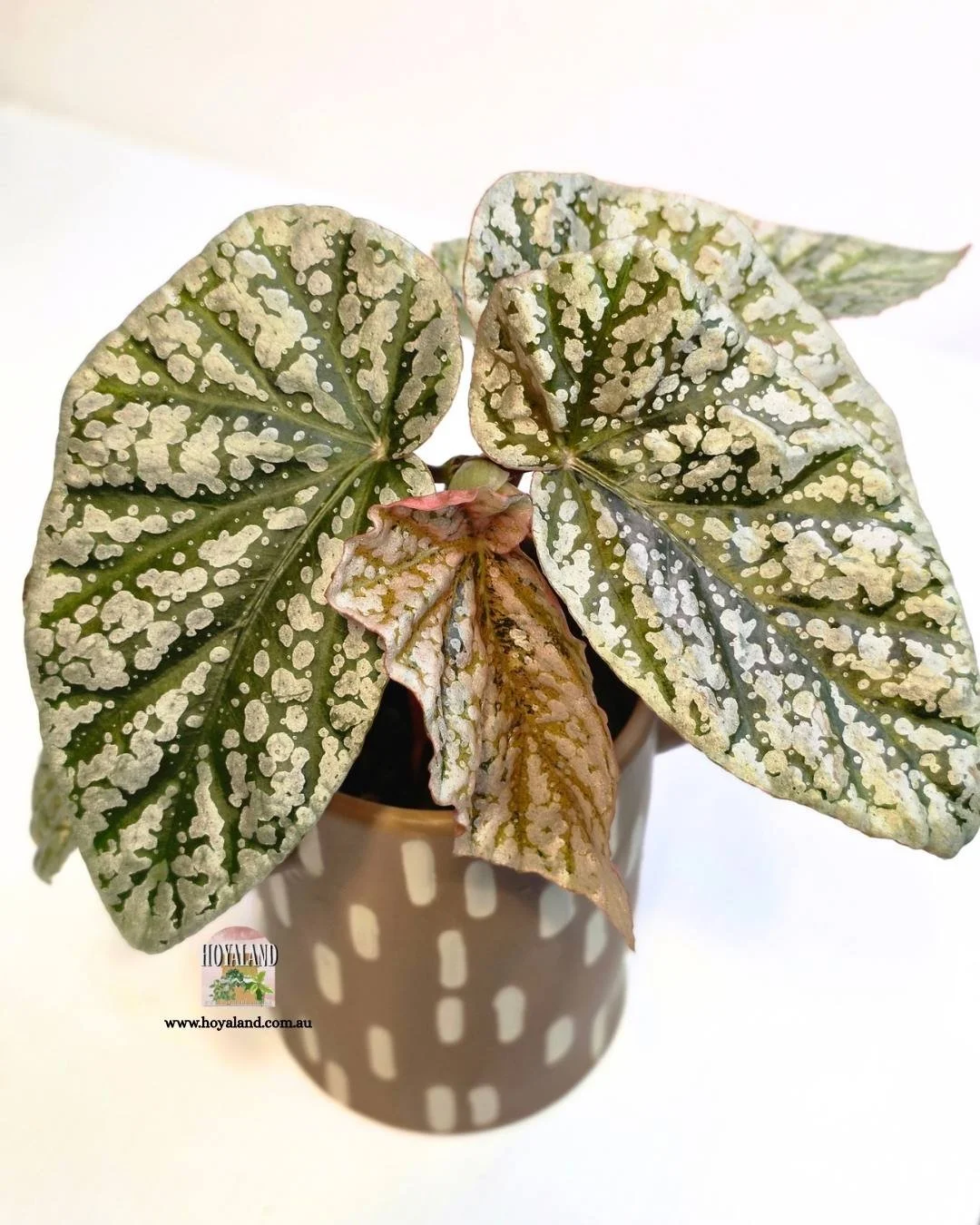 Begonia snowcap variegata (5).jpg
