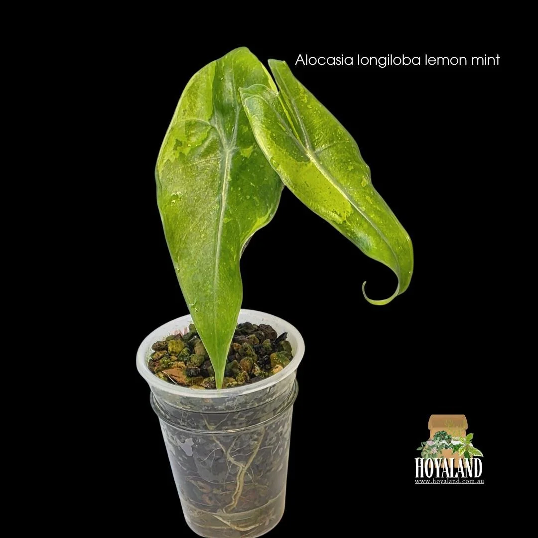 Alocasia longiloba lemon mint.jpg