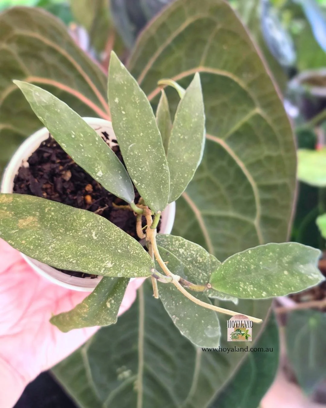 Hoya scortechinii (5).jpg