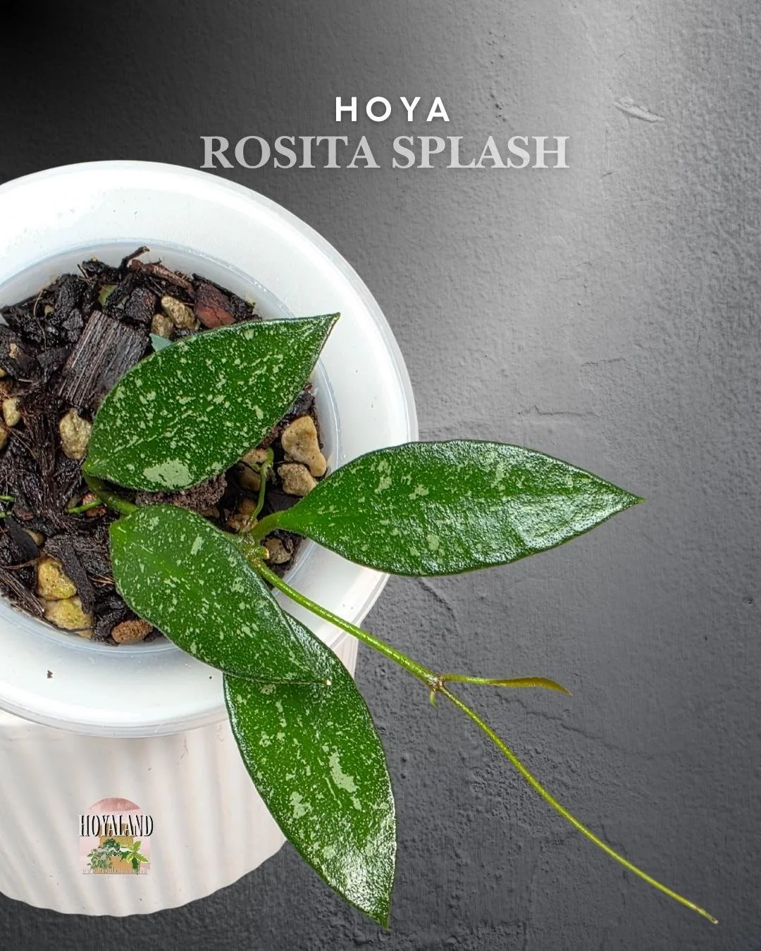 🌞 Hoya Rosita splash | Rare Small Leaf Plant 🎇