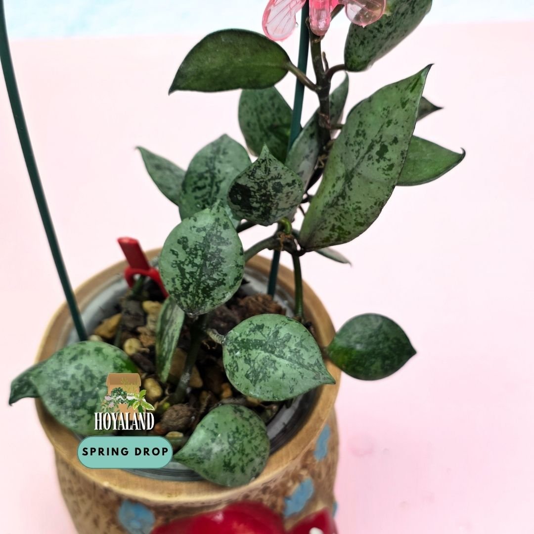 Established Hoya lacunosa Black Aurora trailing vine showing compact leaves sun-stressed to brooding deep purple and near black with fragrant blooms