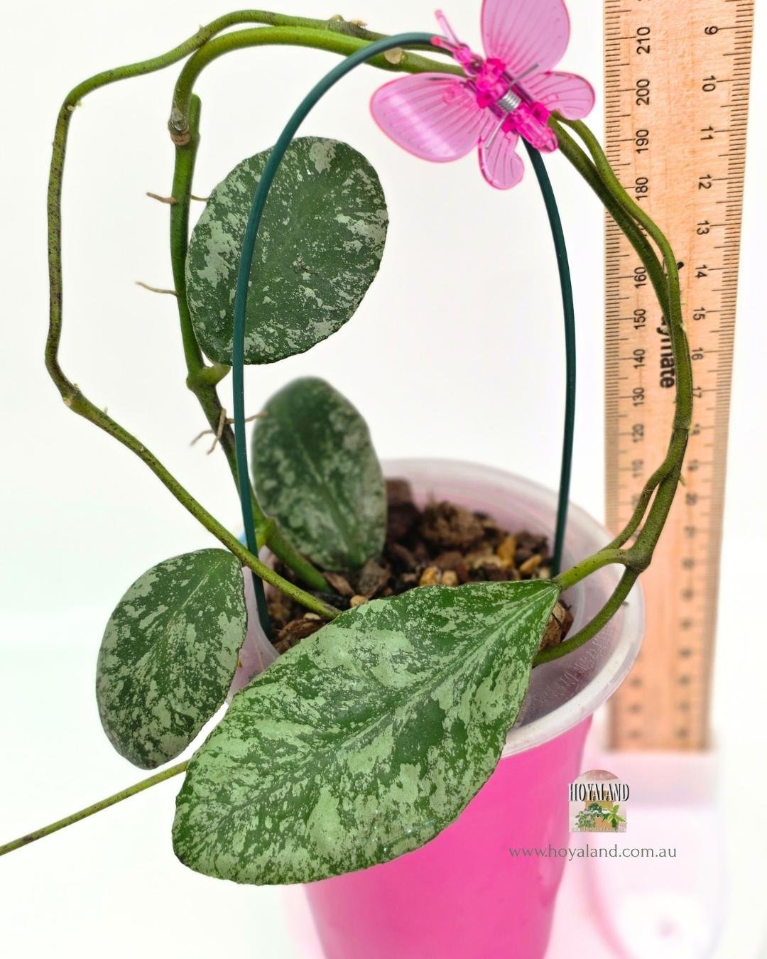 🍂 Hoya waymaniae 'Cloudy Sky' | Puffy Cloud Leaves