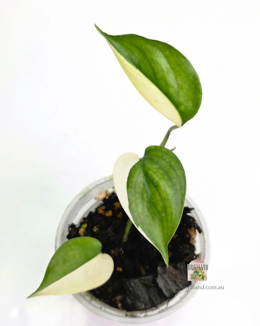 Hoya longistipatitus albo (3).jpg