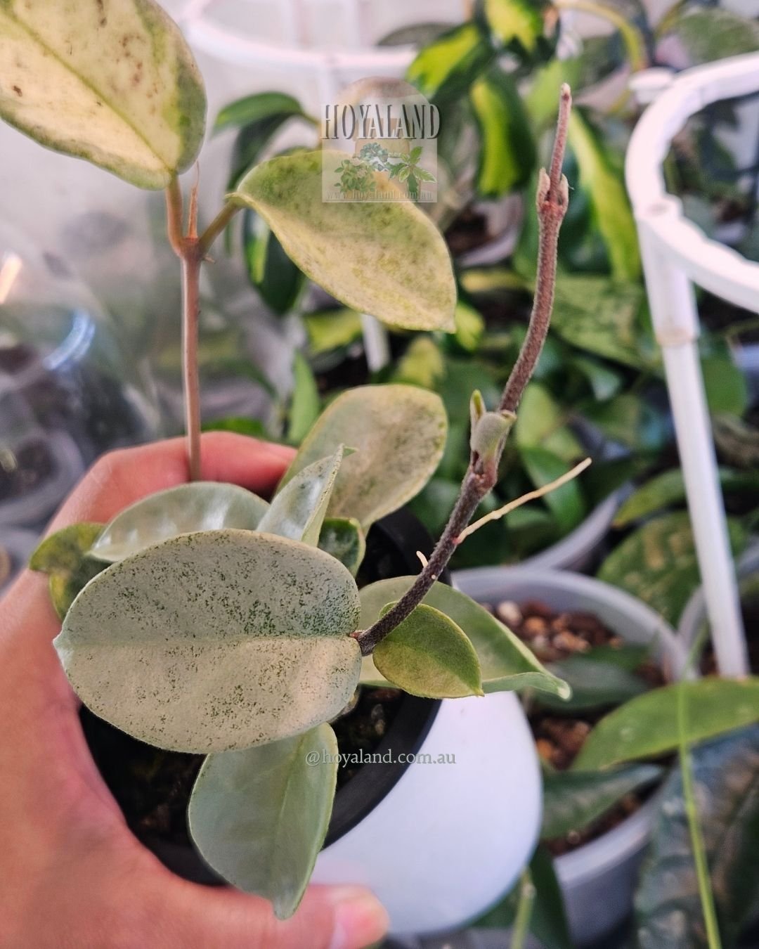HOYA nova ghost.jpg