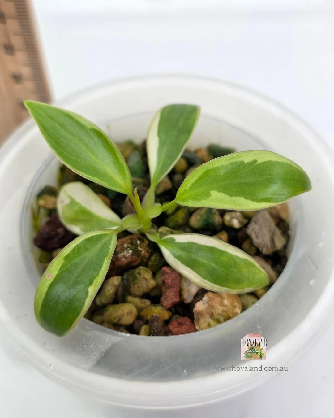 Philodendron ataba  copy (3).jpg