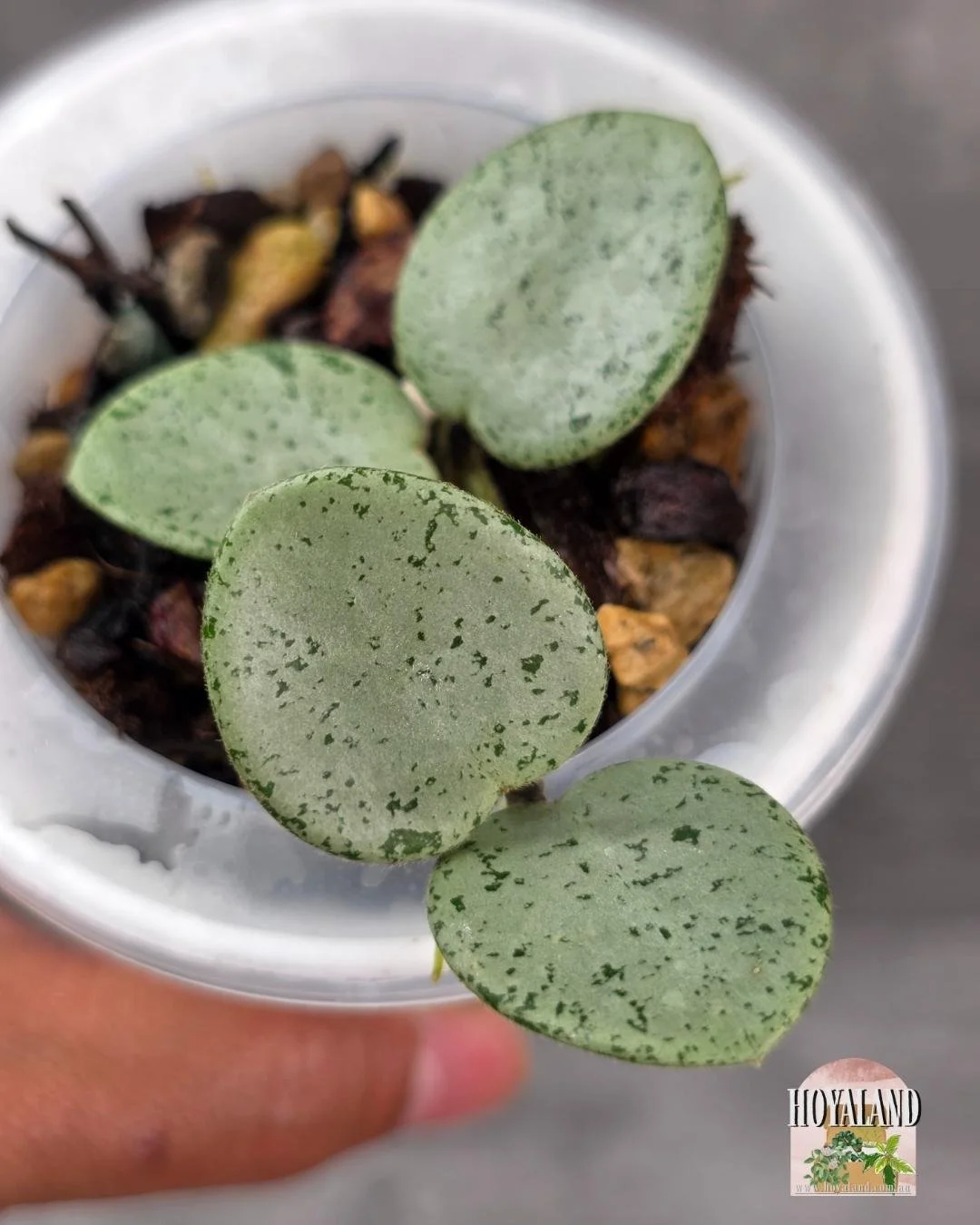 Hoya Grey Fairy A.jpg