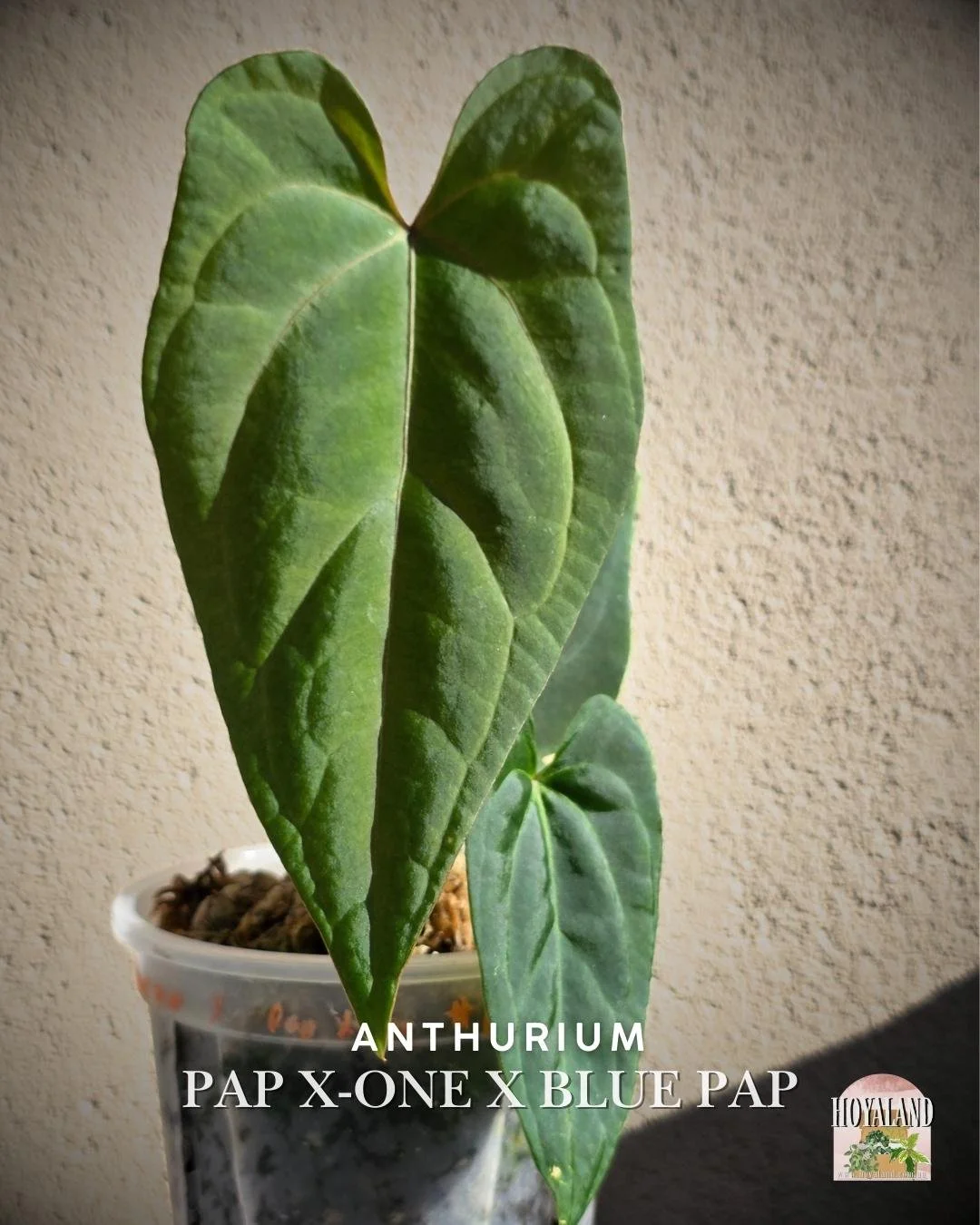 Anthurium papx1 x bluepap (4).jpg