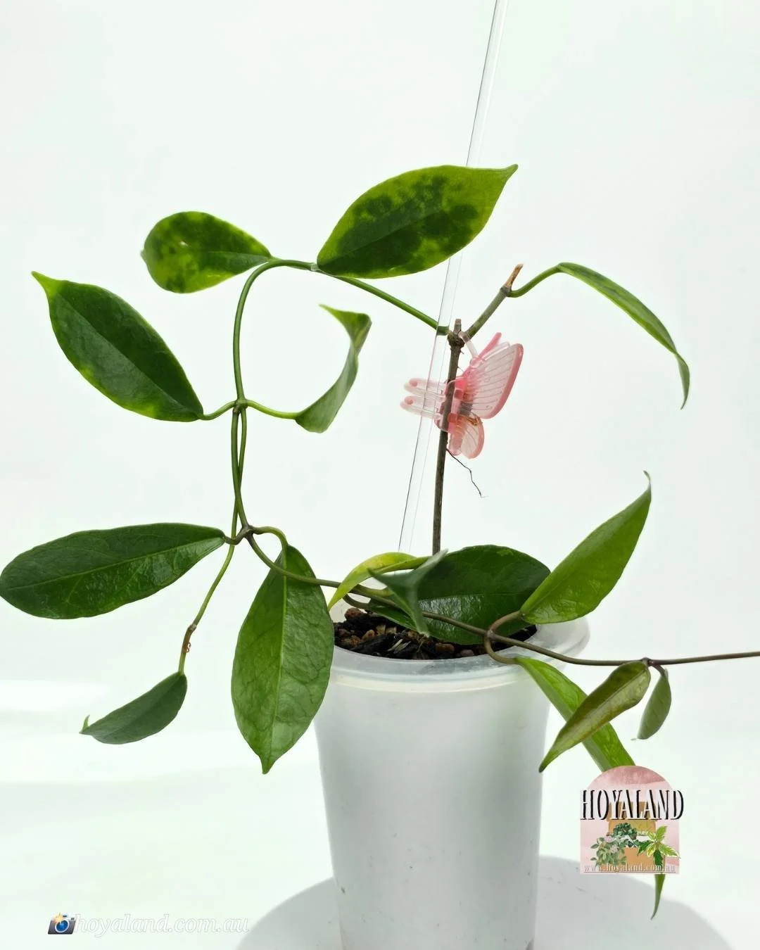 🌞 Very Rare Hoya desvoeuxensis | Thin Leaf Hoya | Dusky Pink Blooms 🎇 LC