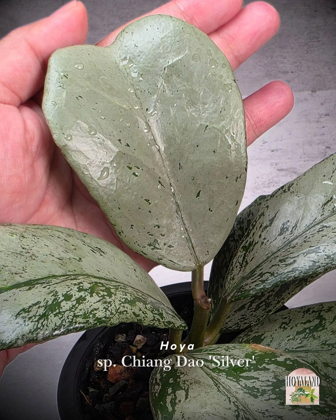 🌞 Hoya sp Chiang Dao (Silver) | Ultra rare  🎇