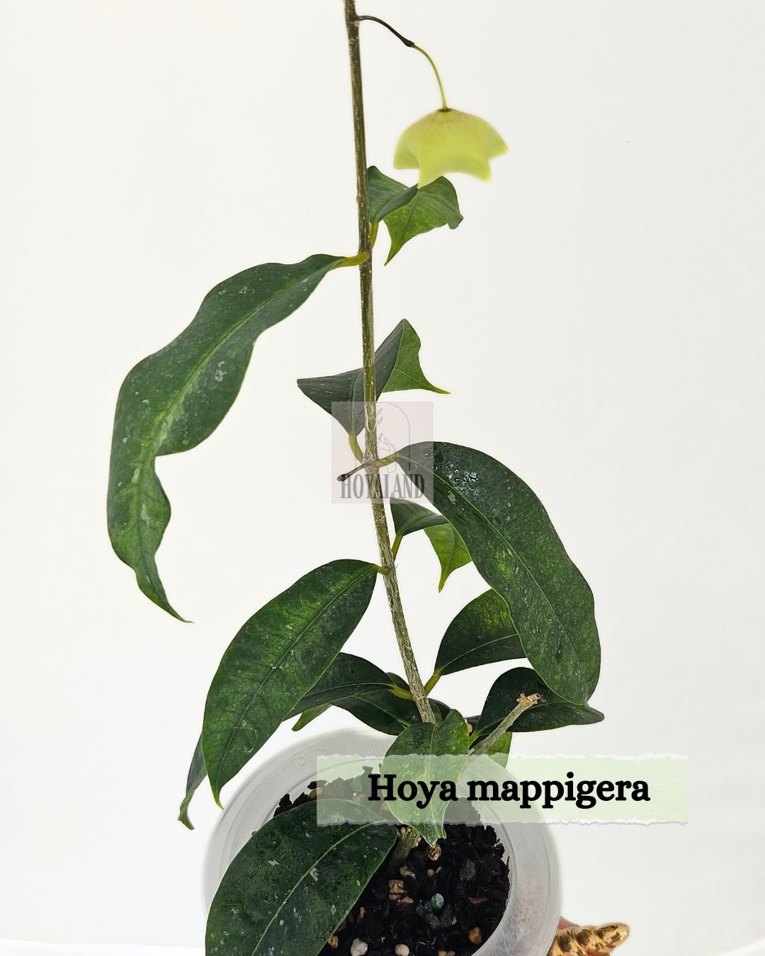Hoya mappigera (4).jpg