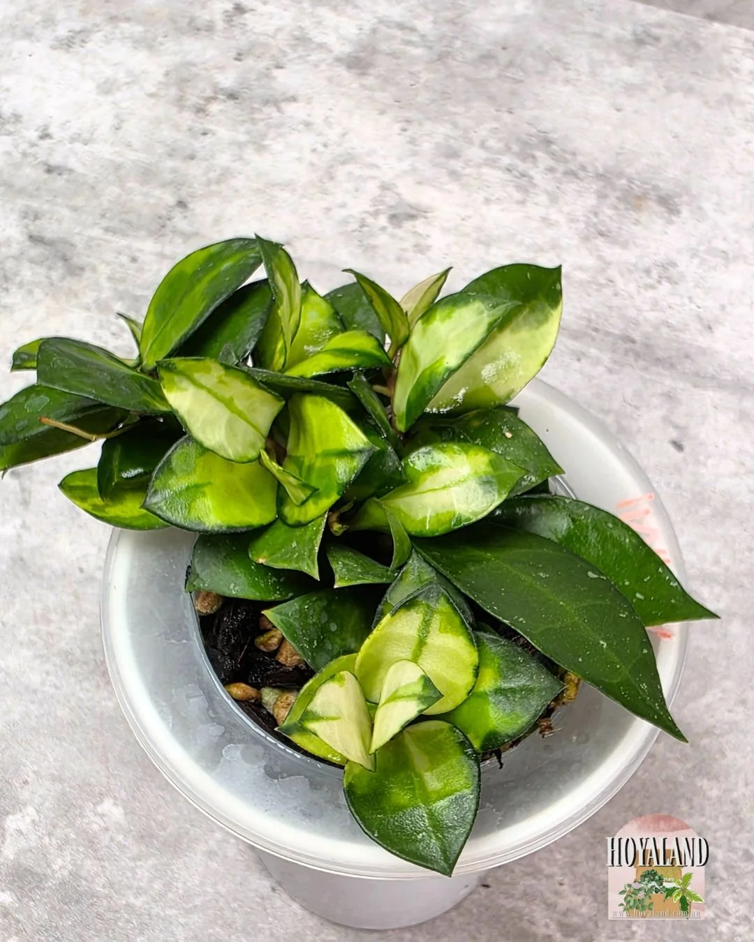 Hoya lacunosa asami reverse (2).jpg