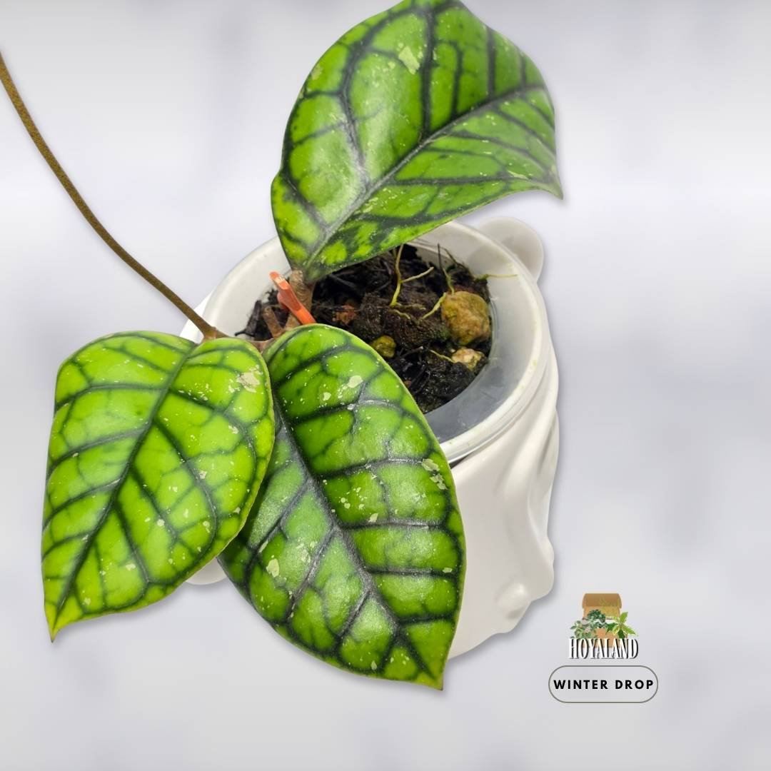 hoya-callistophylla-chibi-rare-houseplant (2).jpg