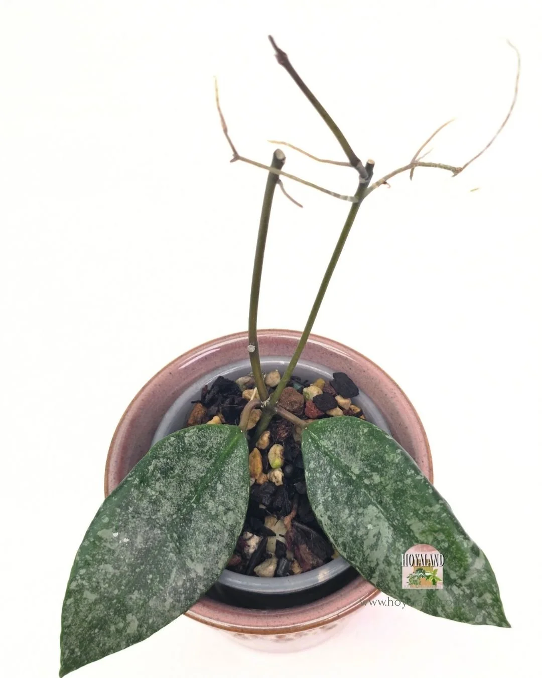 Hoya walliniana silver (4).jpg