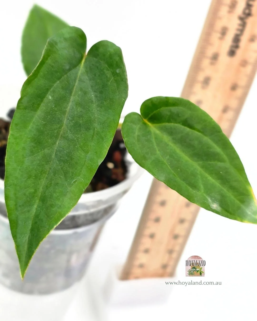 Anthurium midnight velvet (5).jpg