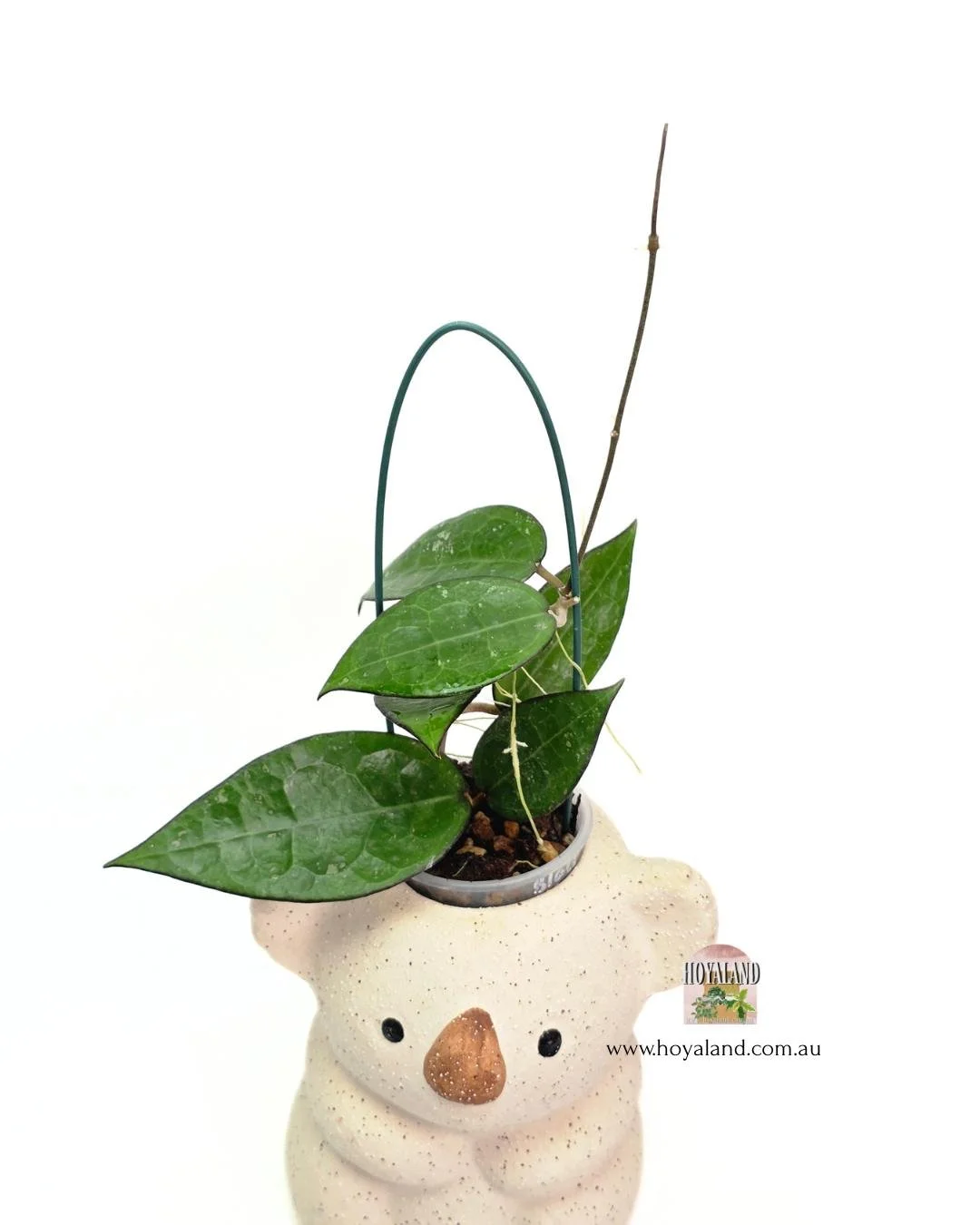 🍂  Veiny Hoya verticillata Black Margin Small A