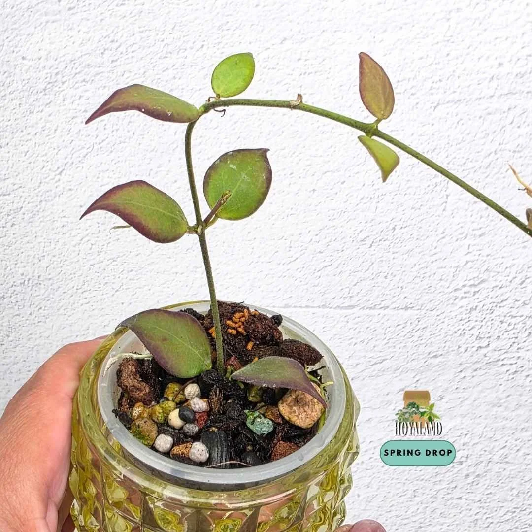 Hoya microstemma.jpg