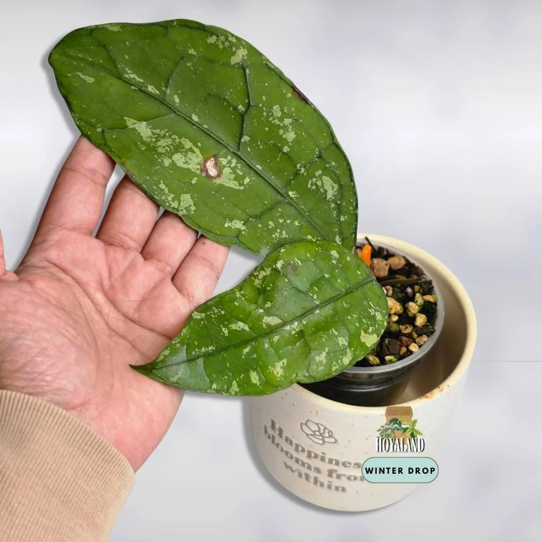 Hoya clemensiorum (Borneo Round Leaf Splash)