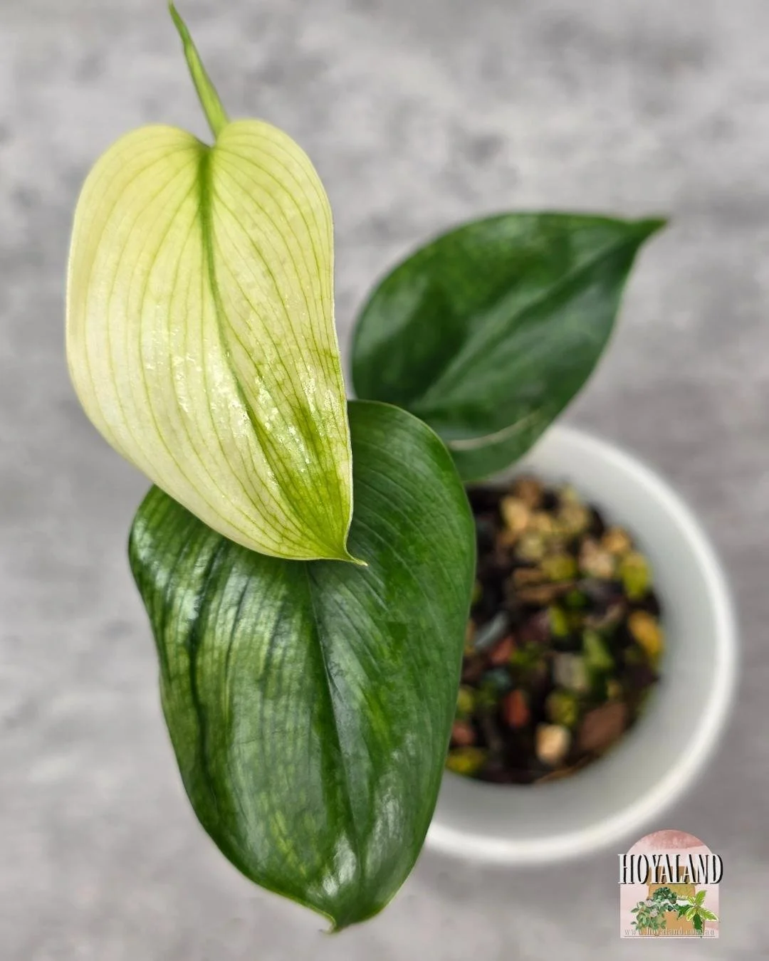 Scindapsus white monster small (4).jpg