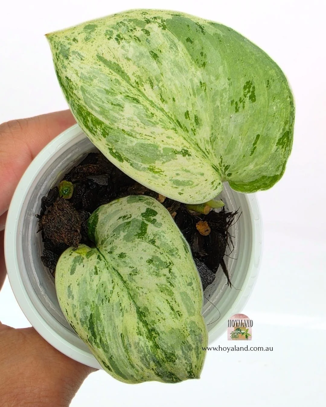 Scindapsus tembaga (3).jpg