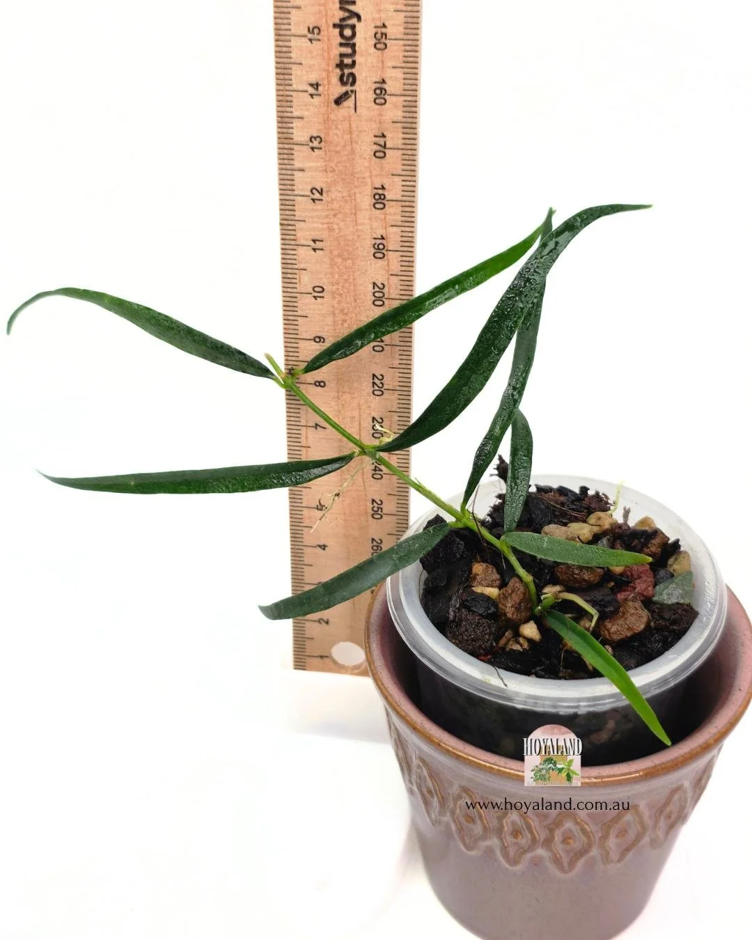 Hoya yves rocherii (4).jpg