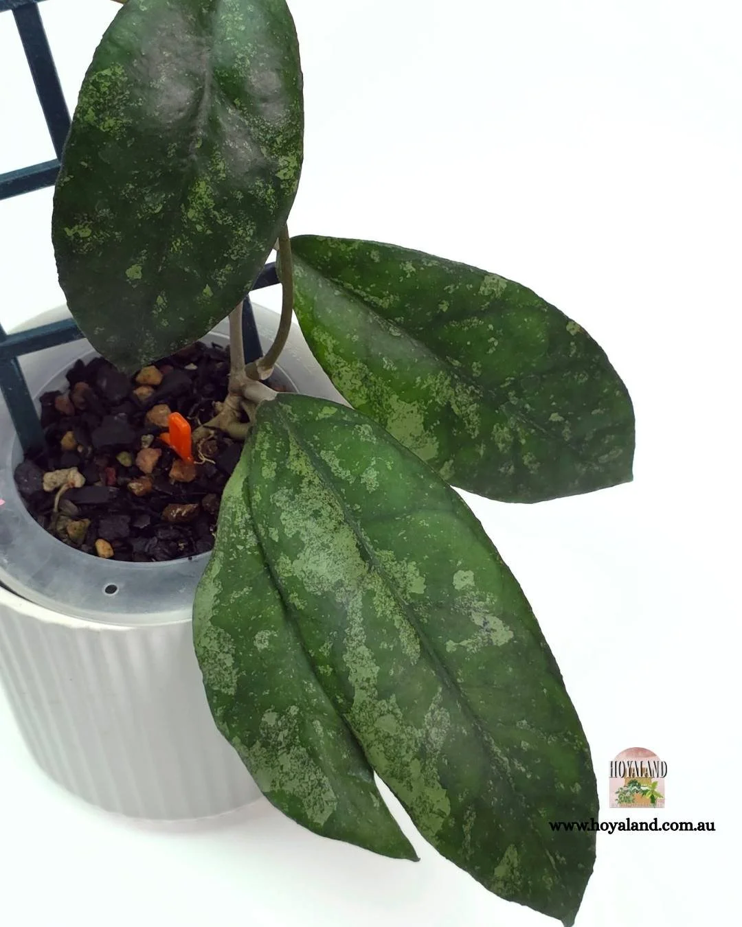 Hoya finlaysonii bahoii (6).jpg