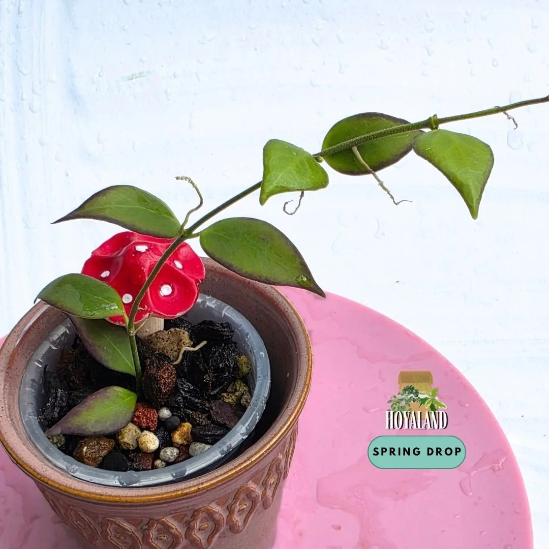 Hoya microstemma (Rare Compact Epiphytic Species)